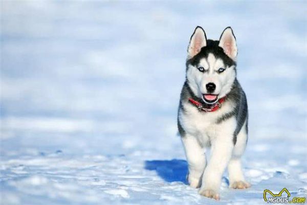 最受铲屎官喜欢的十种中型犬