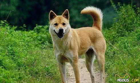 最受铲屎官喜欢的十种中型犬