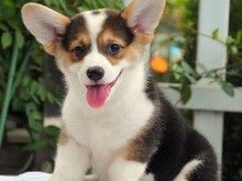 广州柯基犬价格,广州卖柯基犬