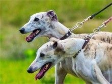 广州宠物狗服务 广州法斗犬价格超值