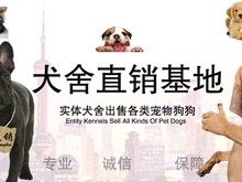 广州宠物养殖基地直销世界各类名犬 宠物狗 现场挑选送货到家
