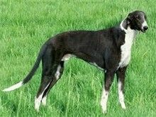 广州比格猎犬价格 广州宠物狗服务 实惠比格猎犬价格
