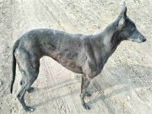 广州法斗犬价格实在 广州宠物狗服务专业
