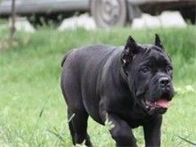 温馨广州宠物狗服务 广州法斗犬价格优惠