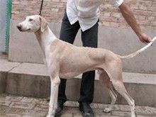 精品广州宠物狗服务 广州法斗犬价格不错