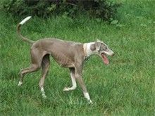 独特广州宠物狗服务 广州法斗犬价格美妙