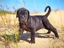 特色广州宠物狗服务 广州法斗犬价格超值
