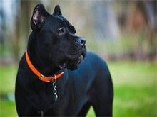 高效广州宠物狗服务 广州法斗犬价格美丽