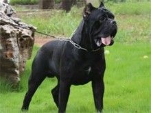 诚信广州宠物狗服务 广州法斗犬价格心动