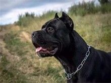 放心广州宠物狗服务 广州法斗犬价格宜人