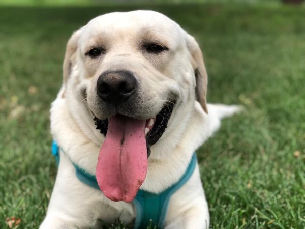 好养的中型犬品种大全，附价格与饲养注意事项