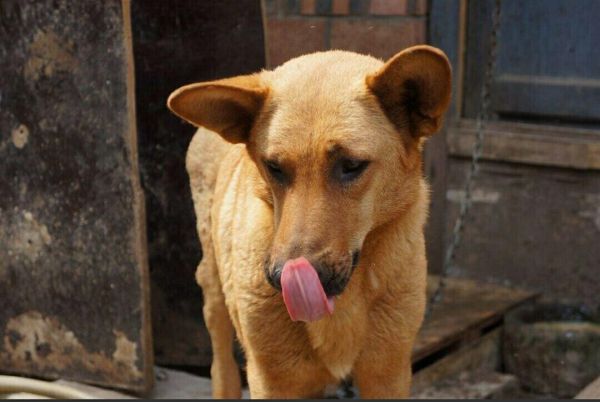 好养的中型犬品种大全，附价格与饲养注意事项