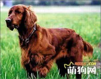 想养只狗狗陪宝宝玩耍，怎么选呢，这十种最适合小朋友