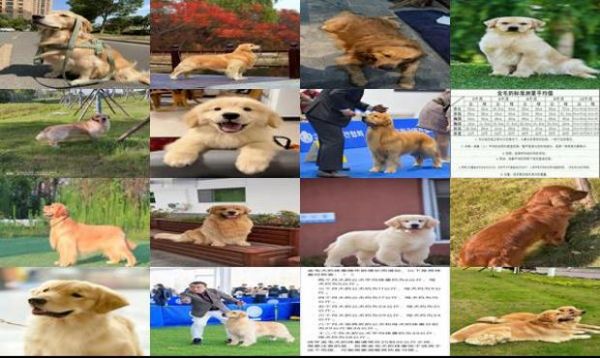 赛级金毛体重