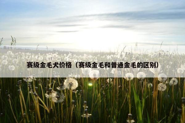 赛级金毛犬价格（赛级金毛和普通金毛的区别）
