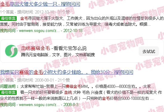 血统赛级金毛