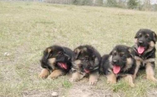 德国牧羊犬赛级是什么意思？ 关于金毛犬赛级和宠物级的区别？