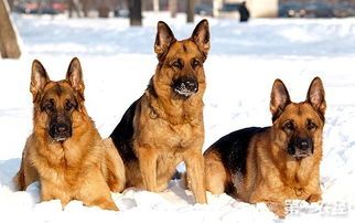 德国牧羊犬赛级是什么意思？ 关于金毛犬赛级和宠物级的区别？