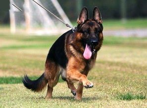 德国牧羊犬赛级是什么意思？ 关于金毛犬赛级和宠物级的区别？