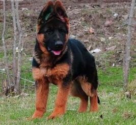 德国牧羊犬赛级是什么意思？ 关于金毛犬赛级和宠物级的区别？