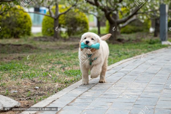 宠物金毛犬