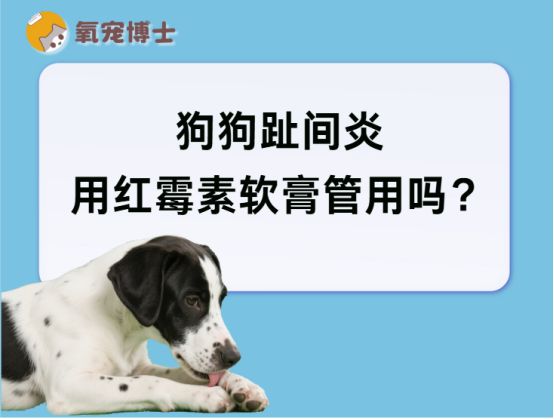狗狗趾间炎用红霉素软膏管用吗？