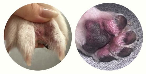 狗狗趾间炎