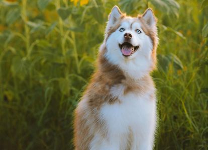 狗狗趾间炎症状