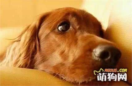 盘点世界上最可爱的十大狗狗！