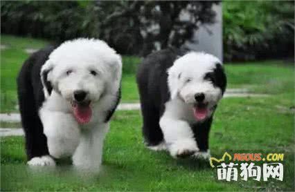 盘点世界上最可爱的十大狗狗！
