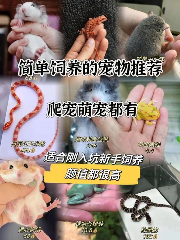 什么小宠物好养又干净（十大适合懒人养的宠物）