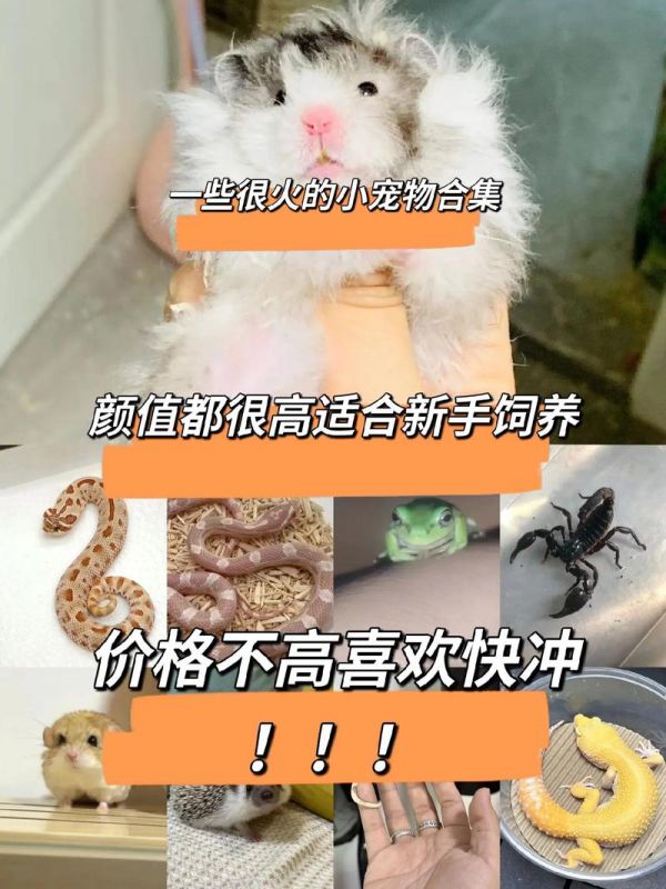 什么小宠物好养又干净（十大适合懒人养的宠物）