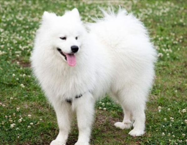 天生就特别爱干净的5种狗狗：萨摩耶垫底，柴犬仅第二！