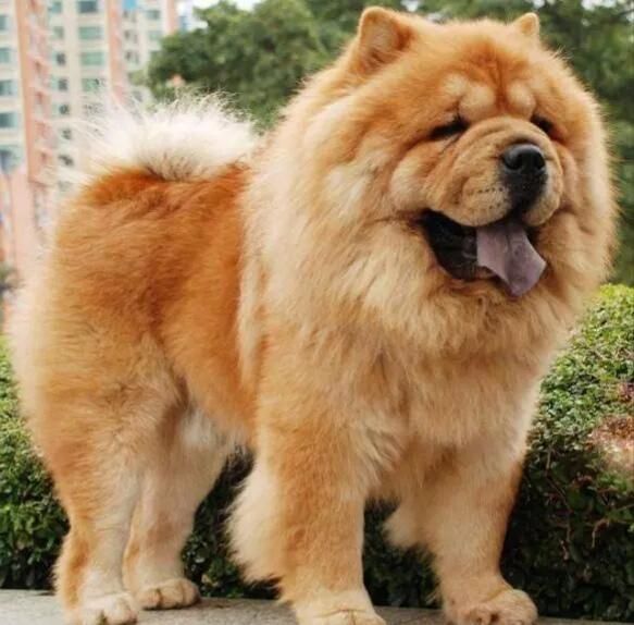天生就特别爱干净的5种狗狗：萨摩耶垫底，柴犬仅第二！
