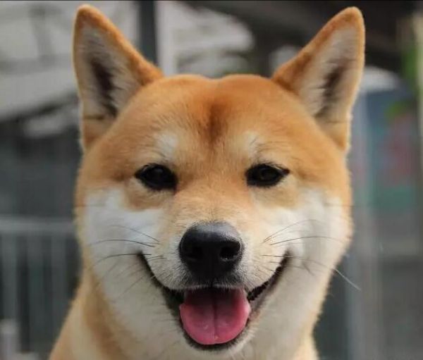 天生就特别爱干净的5种狗狗：萨摩耶垫底，柴犬仅第二！
