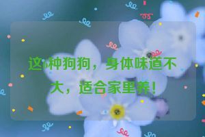 这6种狗狗，身体味道不大，适合家里养！