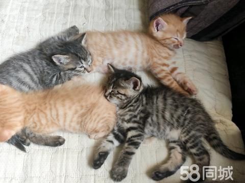 兰州宠物赠送/领养·赠送小猫，可以吃猫粮了。50元一只