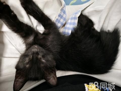 兰州宠物赠送/领养·免费领养小猫，品种为中华田园猫
