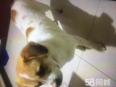 兰州宠物赠送/领养·想领养一只中型狗中华田园犬