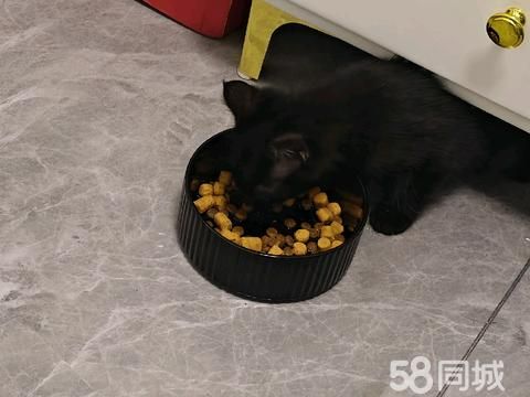 兰州宠物赠送/领养·朋友昨天给的小猫，但是家里有人过敏，找个可以领养的，附赠猫砂盆猫抓板猫