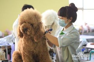 西安宠物美容培训，学费实惠，技能提升！