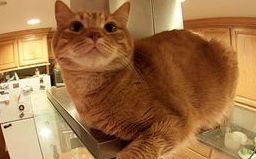 一文详解：小猫洗澡应激反应怎么办？