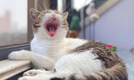 一文详解：小猫洗澡应激反应怎么办？