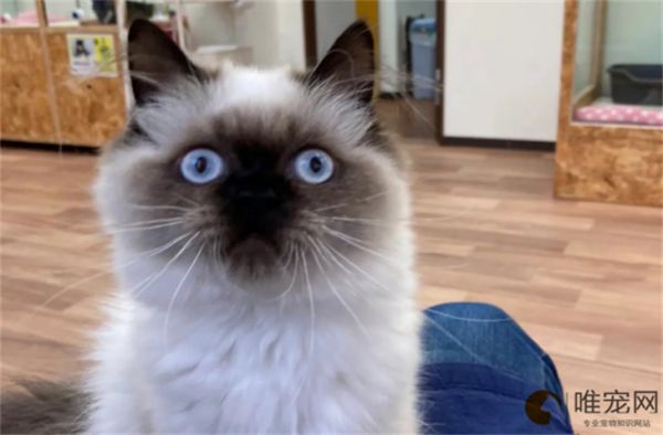 怎么判断猫咪应激了