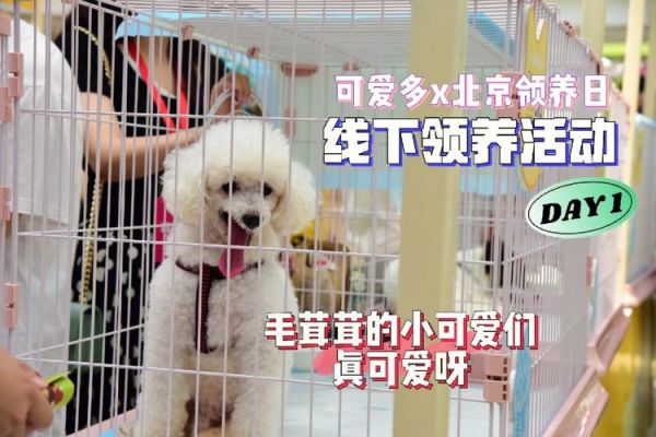 宠物领养中心是什么单位的（宠物领养所）
