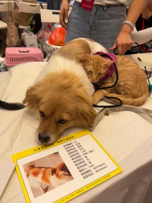 宠物领养中心是什么单位的（宠物领养所）
