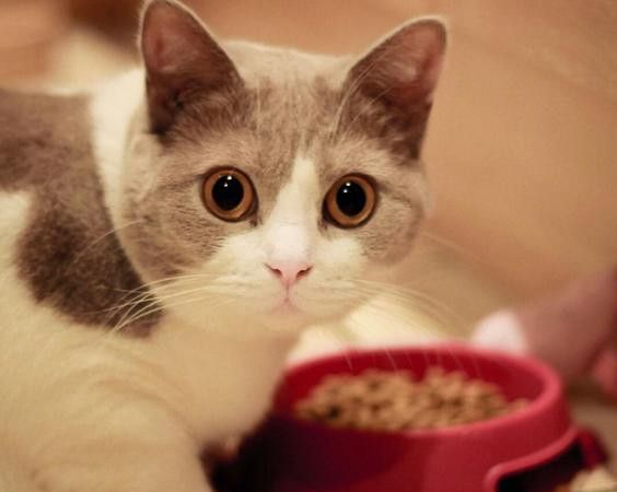 自己养的宠物猫 动物 第1张