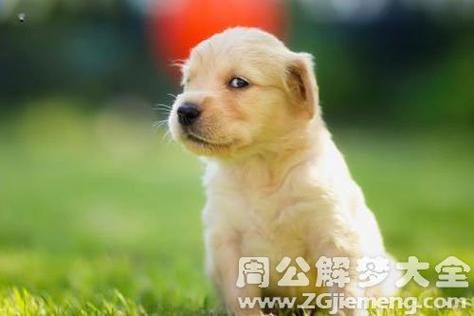 梦见狗跟着自己 梦见狗一直跟着我走
