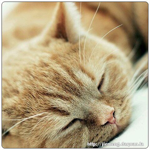梦见许多狗猫