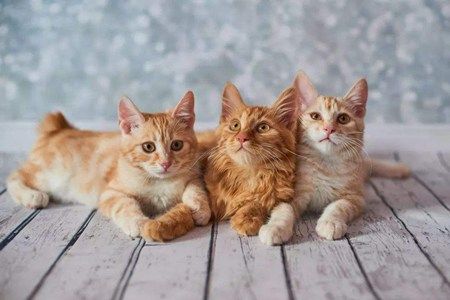 梦见了很多猫